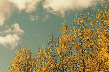 Autumn weather yellow leaves on trees against blue skyの写真素材