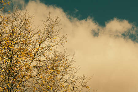 Autumn weather yellow leaves on trees against blue skyの写真素材