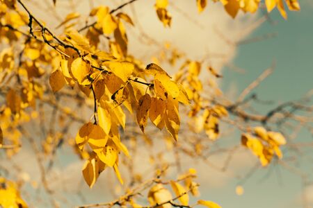 Autumn weather yellow leaves on trees closeupの写真素材