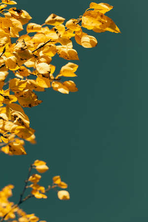 Autumn weather yellow leaves on trees against blue skyの写真素材