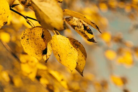 Autumn weather yellow leaves on trees closeupの写真素材