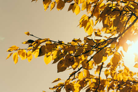 Autumn weather yellow leaves on a tree against the sunの写真素材