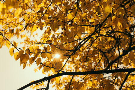 Autumn weather yellow leaves on a tree against the sunの写真素材