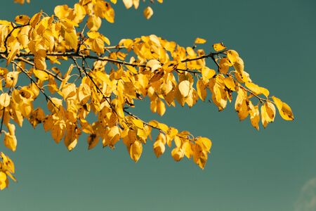 Autumn weather yellow leaves on trees against blue skyの写真素材