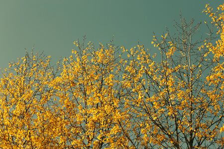 Autumn weather yellow leaves on trees against blue skyの写真素材