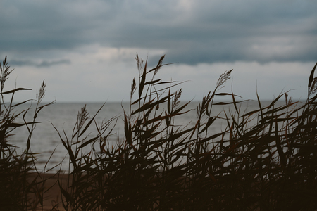 Tall grass on the background of the sea in bad weather. In the evening, closeupの写真素材