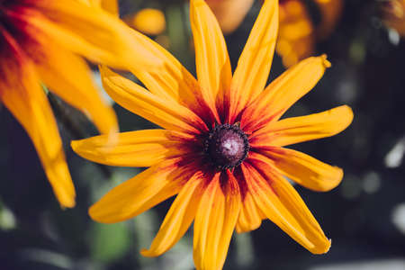 Color photo close-up of beautiful colorful flower.の写真素材