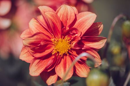 Color photo close-up of beautiful colorful flower.の写真素材