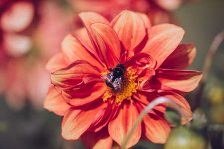 Color photo close-up of beautiful colorful flower.の写真素材