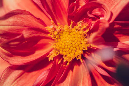 Color photo close-up of beautiful colorful flower.の写真素材