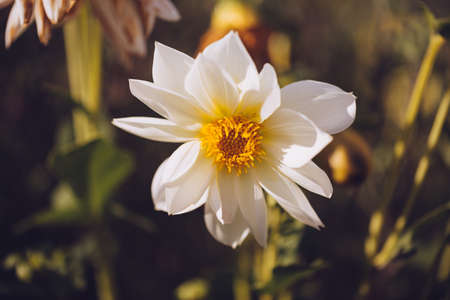 Color photo close-up of beautiful colorful flower.の写真素材