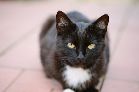 Close-up black and white cat with yellow eyes sitting and looking at the camera.の写真素材