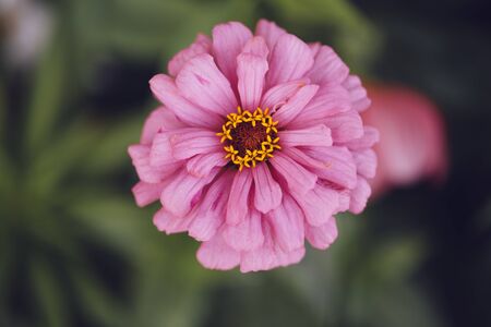 Color photo close-up of beautiful colorful flower.の写真素材