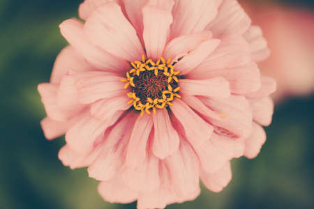 Color photo close-up of beautiful colorful flower.の写真素材