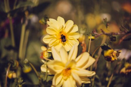 Color photo close-up of beautiful colorful flower.の写真素材