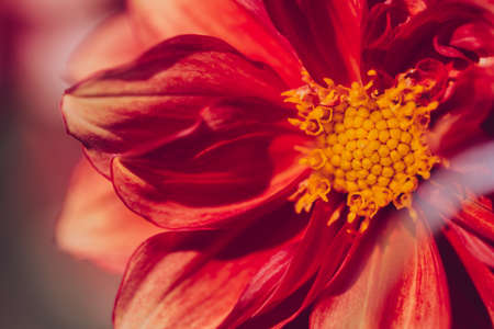 Color photo close-up of beautiful colorful flower.の写真素材