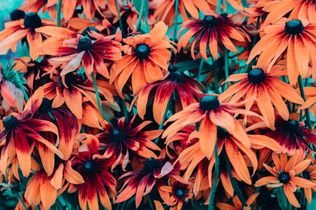 Color photo closeup of beautiful flowers in the garden.の写真素材