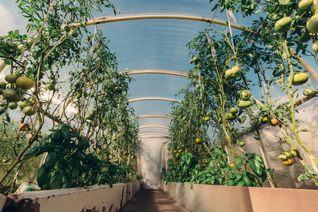 Color photo against the sky green tomatoes in the greenhouse countryside.の写真素材