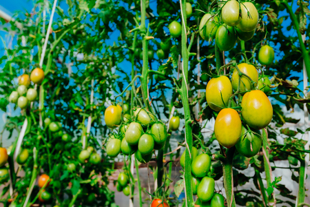 Color photo are not ripe tomatoes in the garden.の写真素材
