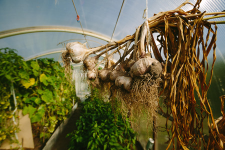 Dug garlic from the garden against the sky in a greenhouse closeup.の写真素材