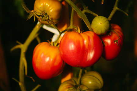 Color photo closeup of red and green tomatoes in the greenhouse.の写真素材