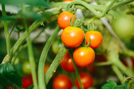 Color photo closeup of red and green tomatoes in the greenhouse.の写真素材