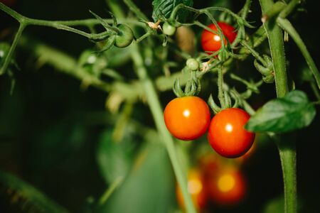 Color photo closeup of red and green tomatoes in the greenhouse.の写真素材