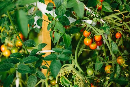 Color photo closeup of red and green tomatoes in the greenhouse.の写真素材