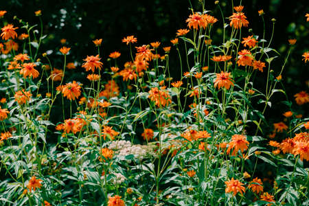Color photo closeup of beautiful flowers in the garden.の写真素材