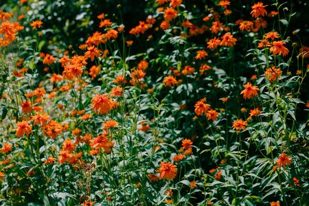Color photo closeup of beautiful flowers in the garden.の写真素材