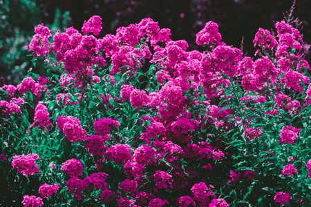 Color photo closeup of beautiful flowers in the garden.の写真素材