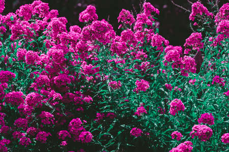 Color photo closeup of beautiful flowers in the garden.の写真素材