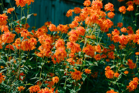 Color photo closeup of beautiful flowers in the garden.の写真素材