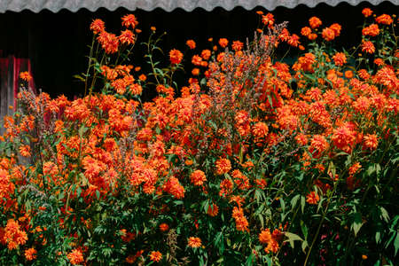 Color photo closeup of beautiful flowers in the garden.の写真素材