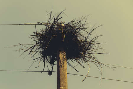 Big nest on elektrostolbe against the sky view from below.の写真素材