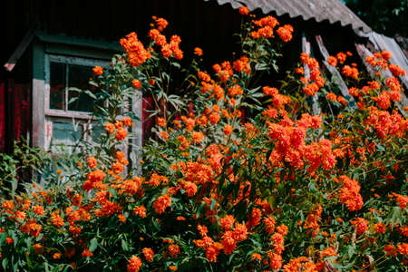 Color photo closeup of beautiful flowers in the garden.の写真素材