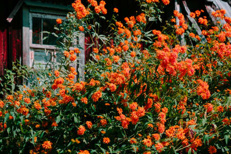 Color photo closeup of beautiful flowers in the garden.の写真素材