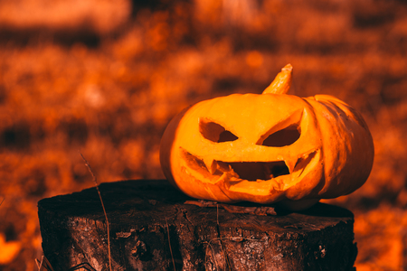 Color photo outdoors closeup halloween pumpkin in forest.の写真素材