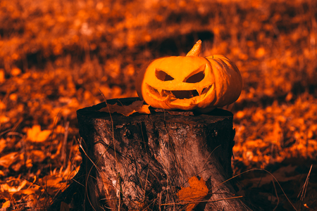 Color photo outdoors closeup halloween pumpkin in forest.の写真素材