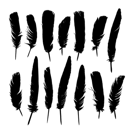 Painted black feathers on white background vector.のイラスト素材