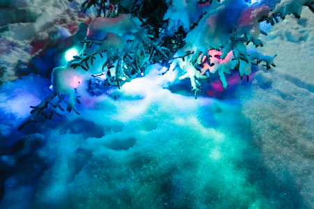 Decorated fir tree with the snow on branches close up.の写真素材