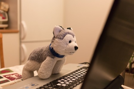 Plush toy a dog attentively looks in the laptop. Close up photo.