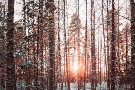 Forest in the winter against the sun. Colorful photo.の写真素材