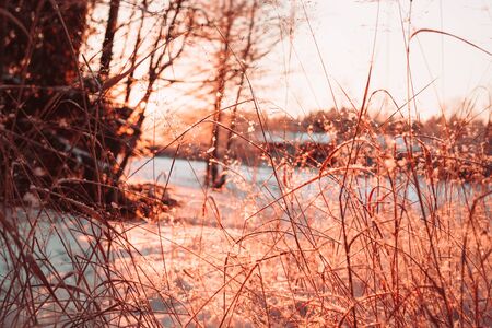 Dry stalks and branches of plants in the winter against the sun. Photo of rose quartz color.の写真素材