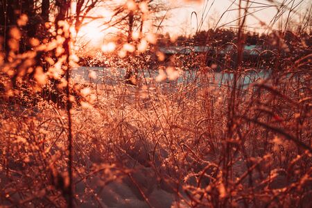 Dry stalks and branches of plants in the winter against the sun. Photo of rose quartz color.の写真素材