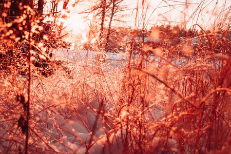 Dry stalks and branches of plants in the winter against the sun. Photo of rose quartz color.の写真素材