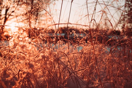 Dry stalks and branches of plants in the winter against the sun. Photo of rose quartz color.の写真素材