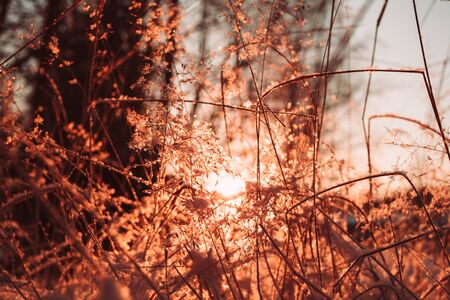 Dry stalks and branches of plants in the winter against the sun. Photo of rose quartz color.