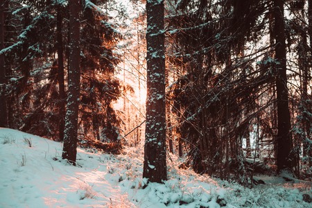 Forest in the winter against the sun. Colorful photo.の写真素材