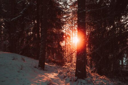 Forest in the winter against the sun. Colorful photo.の写真素材